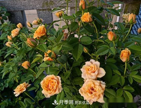 月季達(dá)人分享2個(gè)養(yǎng)護(hù)小技巧，新人入月季坑輕松學(xué)(圖3)
