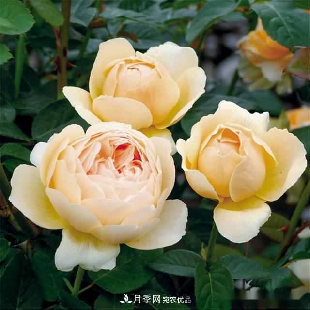 夏天月季為什么往往開(kāi)得不太好？原因都在這里(圖1)