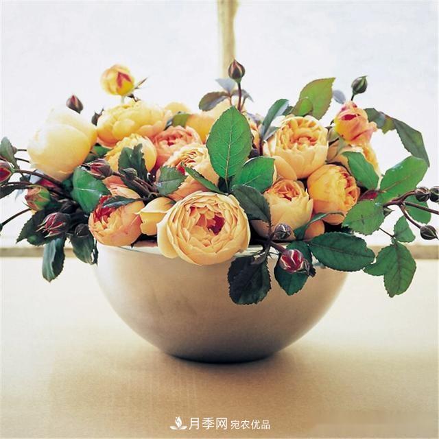 夏天月季為什么往往開(kāi)得不太好？原因都在這里(圖2)