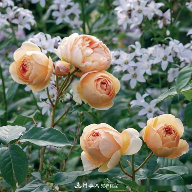 夏天月季為什么往往開(kāi)得不太好？原因都在這里(圖3)