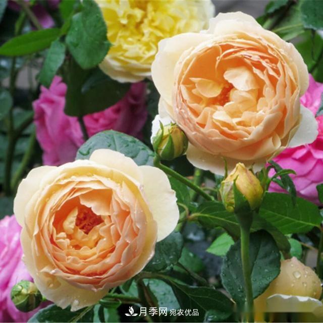 夏天月季為什么往往開(kāi)得不太好？原因都在這里(圖4)