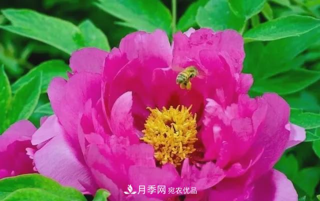 假花開始橫行，擦亮眼睛，秋天這3種***容易造假(圖2)