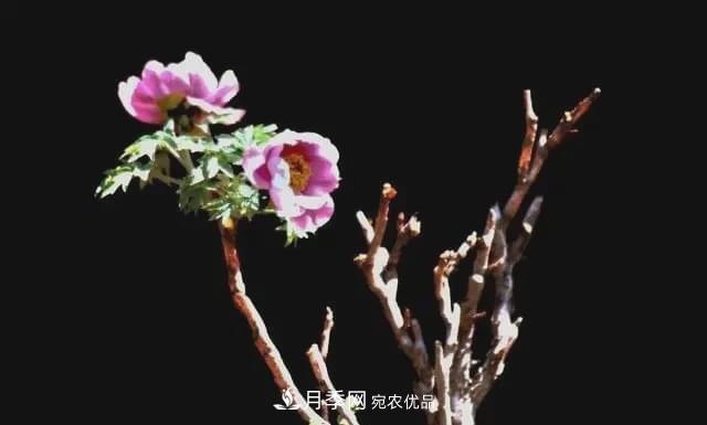 假花開始橫行，擦亮眼睛，秋天這3種***容易造假(圖3)