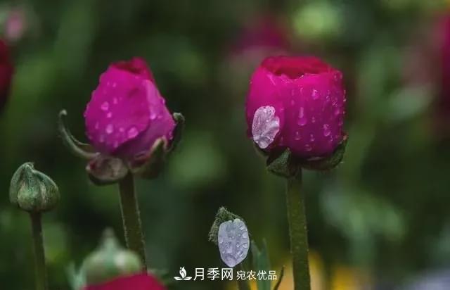 假花開始橫行，擦亮眼睛，秋天這3種***容易造假(圖1)