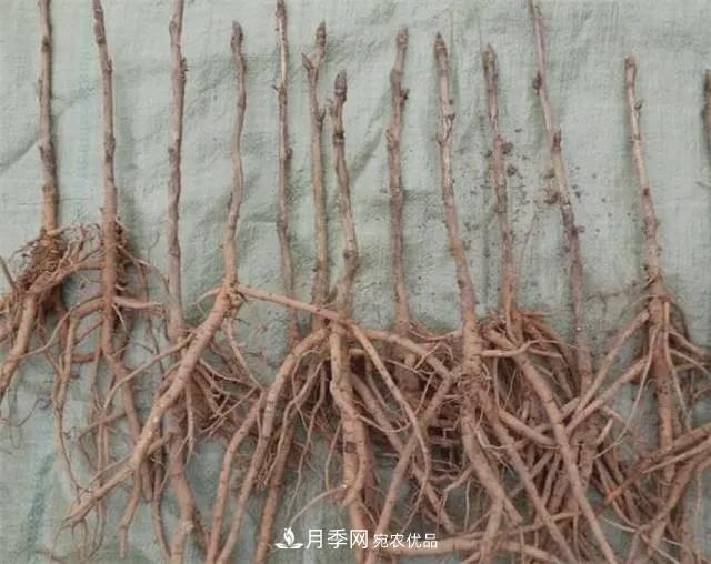假花開始橫行，擦亮眼睛，秋天這3種***容易造假(圖4)