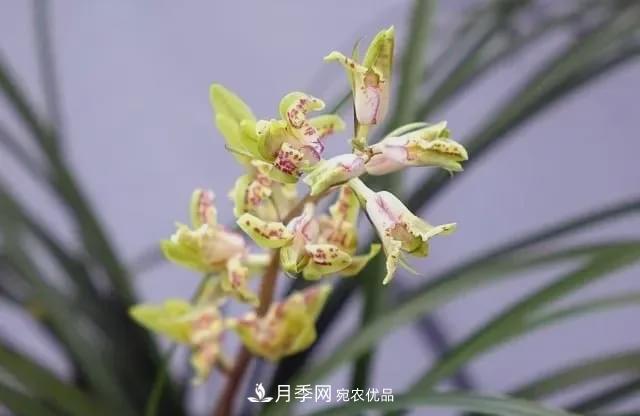 假花開始橫行，擦亮眼睛，秋天這3種***容易造假(圖7)
