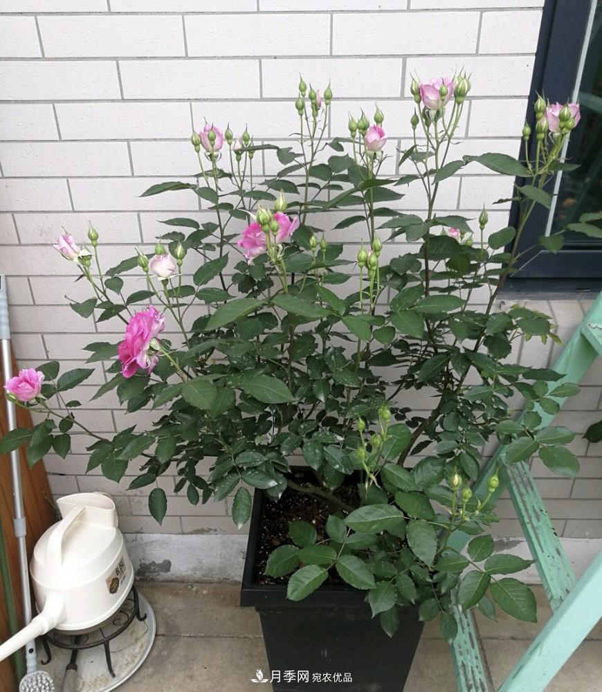 到了8月，養(yǎng)月季做對(duì)“3件事”，又能“滿血復(fù)活”花開爆盆(圖5)