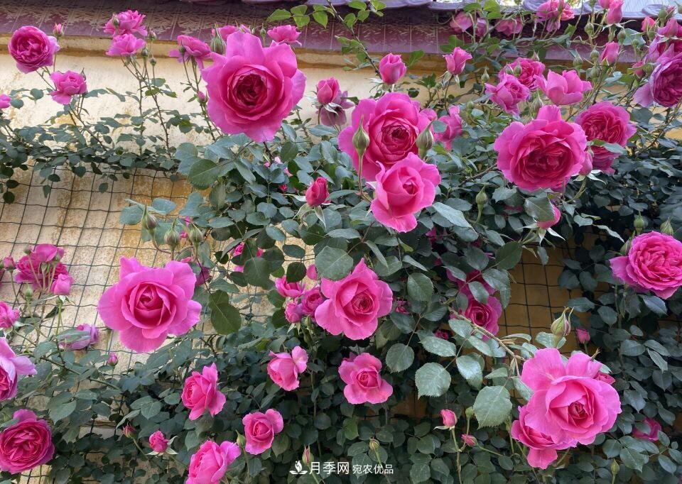 到了8月，養(yǎng)月季做對(duì)“3件事”，又能“滿血復(fù)活”花開爆盆(圖7)