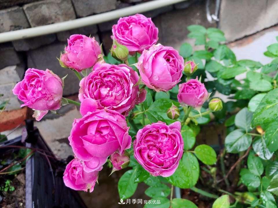 到了8月，養(yǎng)月季做對(duì)“3件事”，又能“滿血復(fù)活”花開爆盆(圖6)
