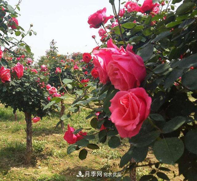 南陽樹狀月季***新批發(fā)價格！風靡高端市場的月季樹好在呢？(圖1)