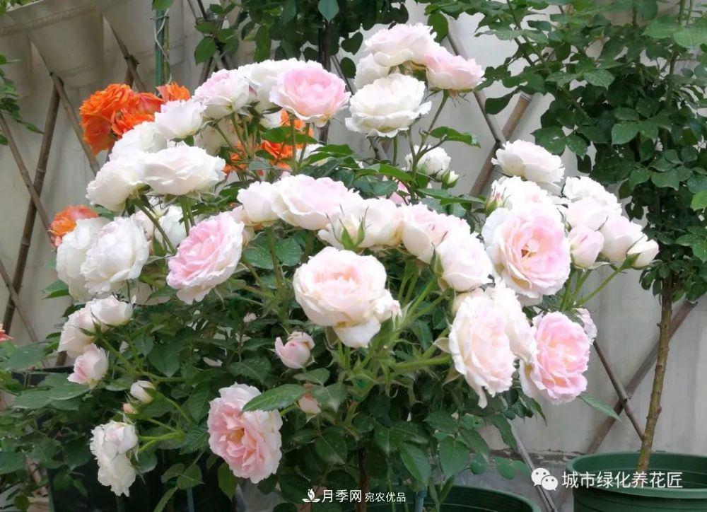月季基礎(chǔ)知識(shí)：月季肥害，月季藥害，月季薊馬危害的基本特征(圖2)