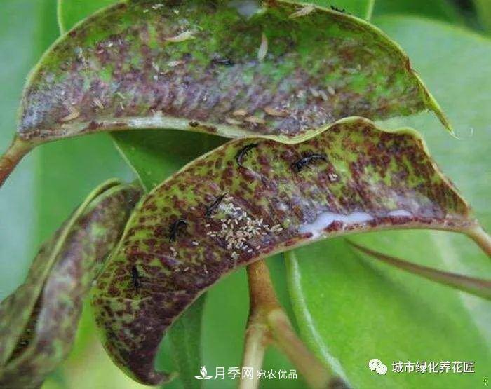 月季基礎(chǔ)知識(shí)：月季肥害，月季藥害，月季薊馬危害的基本特征(圖6)
