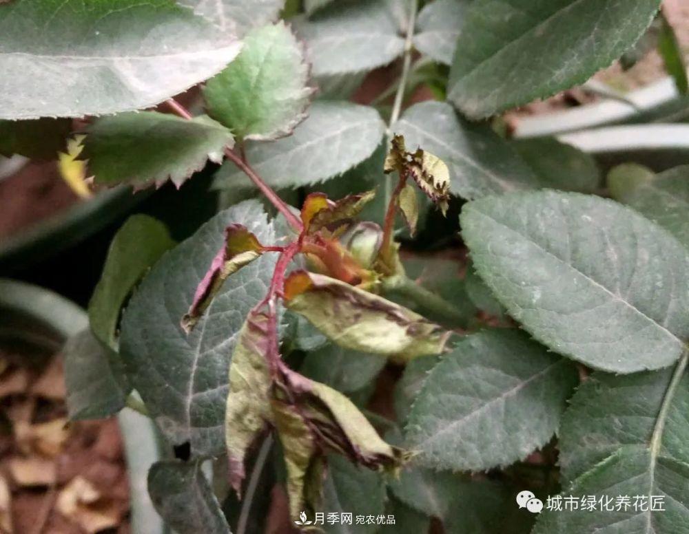 月季基礎(chǔ)知識(shí)：月季肥害，月季藥害，月季薊馬危害的基本特征(圖9)