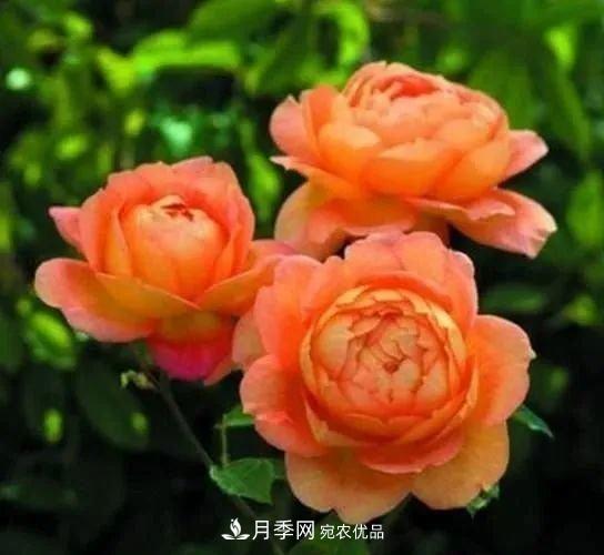 優(yōu)秀的英國(guó)奧斯汀月季--夏洛特夫人月季(圖1)