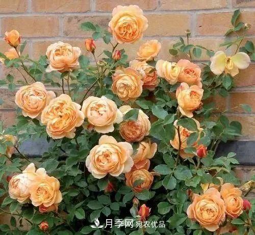 優(yōu)秀的英國(guó)奧斯汀月季--夏洛特夫人月季(圖2)