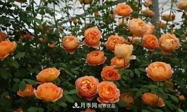 優(yōu)秀的英國(guó)奧斯汀月季--夏洛特夫人月季(圖3)