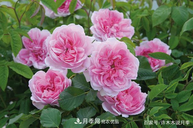光照只有2~3小時能養(yǎng)月季嗎？這些訣竅教你在半陰處也能養(yǎng)好月季(圖1)