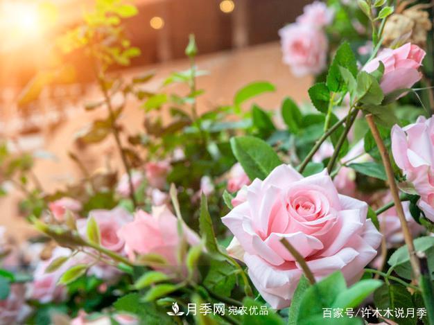 光照只有2~3小時能養(yǎng)月季嗎？這些訣竅教你在半陰處也能養(yǎng)好月季(圖2)