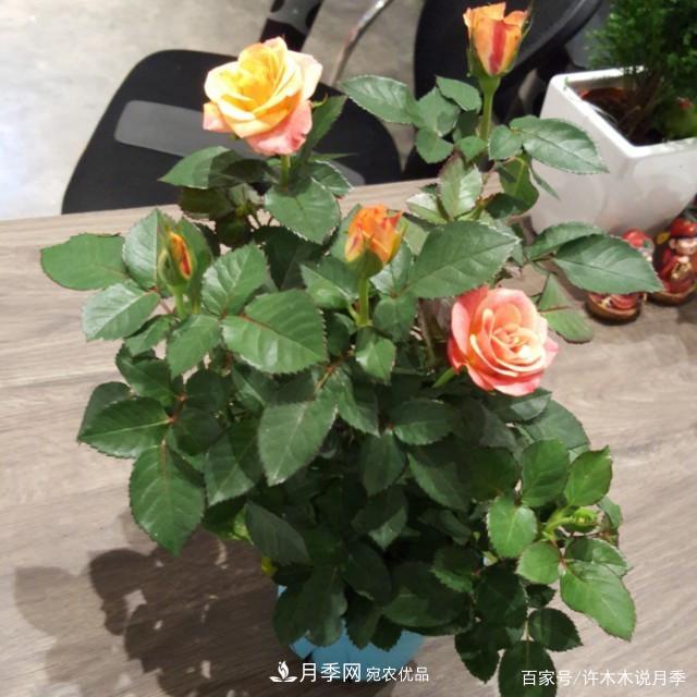 光照只有2~3小時能養(yǎng)月季嗎？這些訣竅教你在半陰處也能養(yǎng)好月季(圖4)