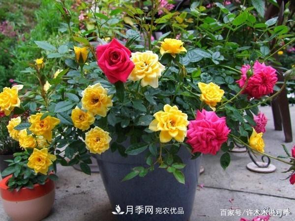 光照只有2~3小時能養(yǎng)月季嗎？這些訣竅教你在半陰處也能養(yǎng)好月季(圖6)