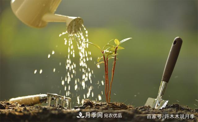 光照只有2~3小時能養(yǎng)月季嗎？這些訣竅教你在半陰處也能養(yǎng)好月季(圖7)