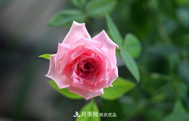 月季太美，哪一種月季的芳香，能讓你的嗅覺感到幸福？(圖6)