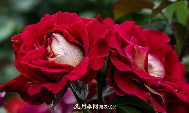 月季太美，哪一種月季的芳香，能讓你的嗅覺感到幸福？(圖5)