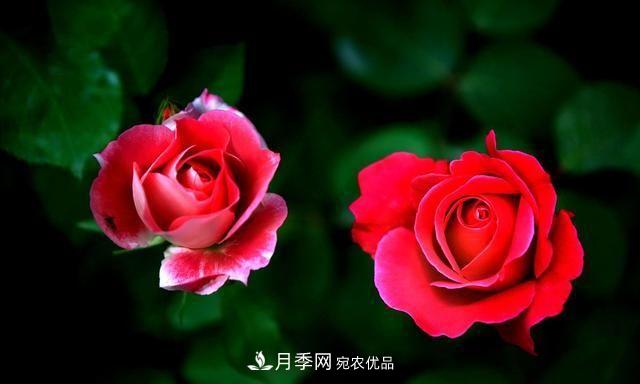月季太美，哪一種月季的芳香，能讓你的嗅覺感到幸福？(圖2)