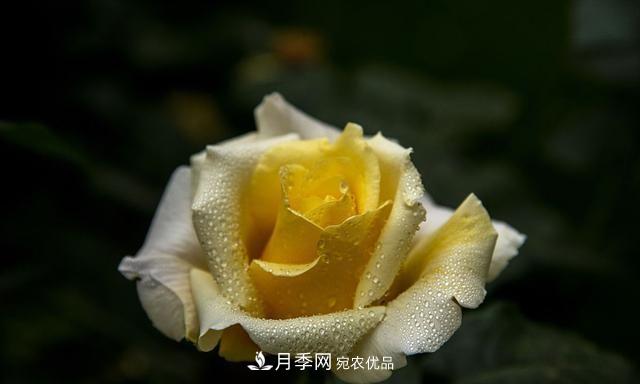 月季太美，哪一種月季的芳香，能讓你的嗅覺感到幸福？(圖3)