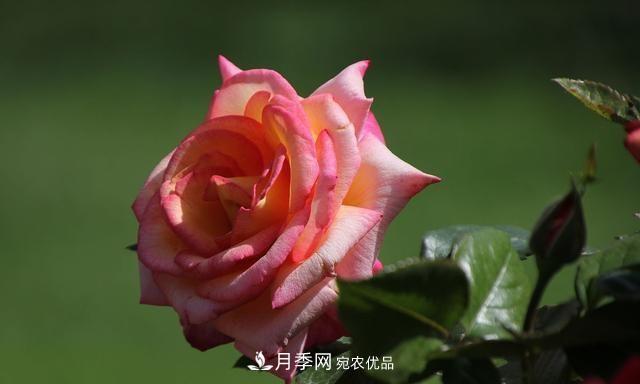 月季太美，哪一種月季的芳香，能讓你的嗅覺感到幸福？(圖4)