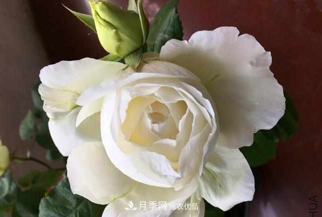 月季太美，哪一種月季的芳香，能讓你的嗅覺感到幸福？(圖8)
