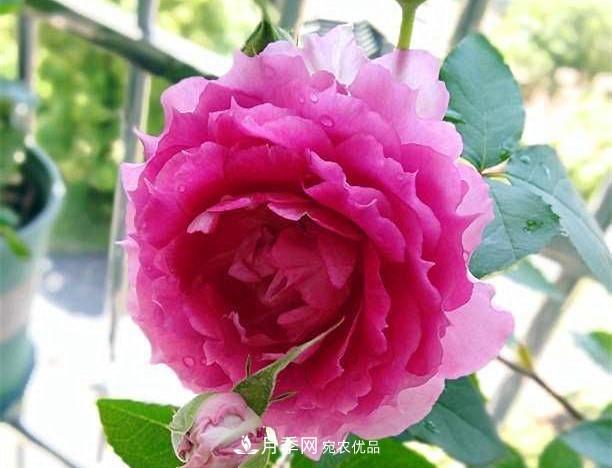 月季太美，哪一種月季的芳香，能讓你的嗅覺感到幸福？(圖9)