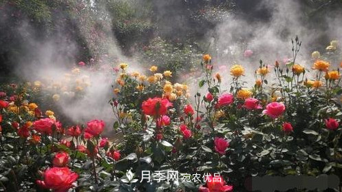 40萬株月季繁花似錦，鄭州月季公園邀你來(圖1)