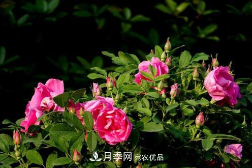 40萬株月季繁花似錦，鄭州月季公園邀你來(圖2)