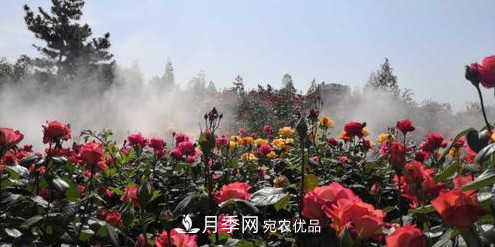 40萬株月季繁花似錦，鄭州月季公園邀你來(圖4)