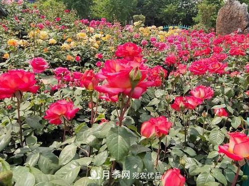40萬株月季繁花似錦，鄭州月季公園邀你來(圖3)