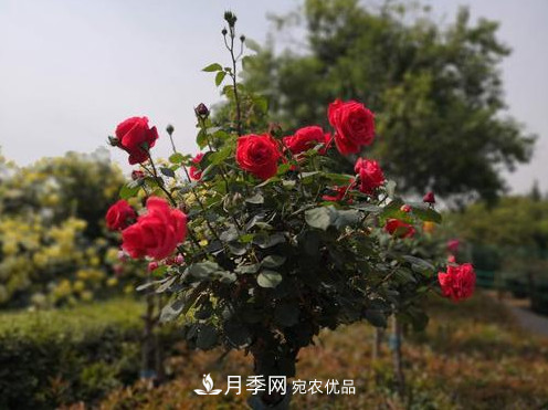 40萬株月季繁花似錦，鄭州月季公園邀你來(圖5)