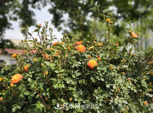 40萬株月季繁花似錦，鄭州月季公園邀你來(圖6)