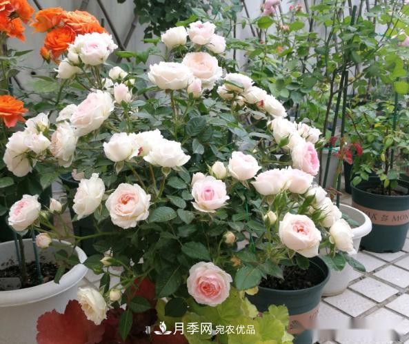 10個養(yǎng)月季行話，讀懂才能養(yǎng)好月季(圖1)