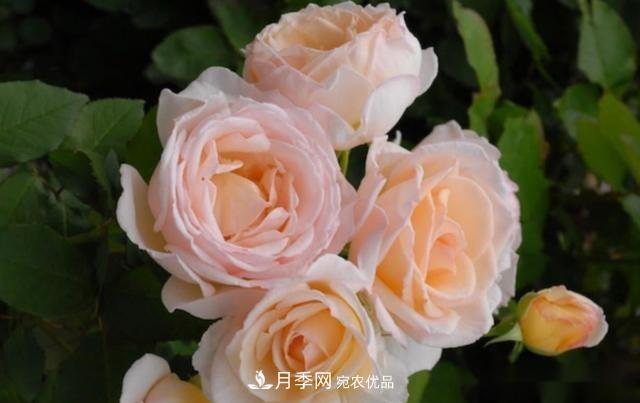 10個養(yǎng)月季行話，讀懂才能養(yǎng)好月季(圖10)