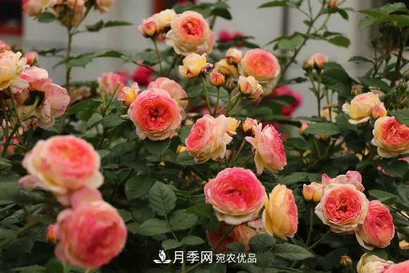月季品種推薦，性價比超高，收藏起來**有用(圖1)
