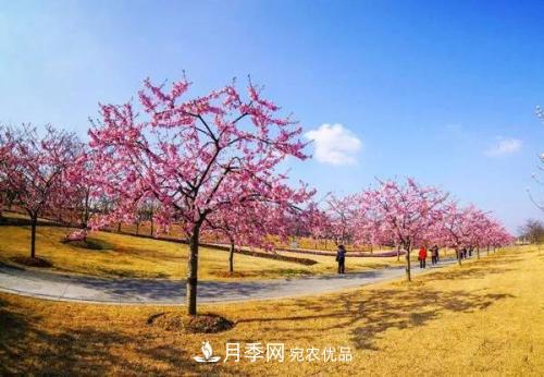 園林綠化常用觀花喬木，花開五彩、絢麗奪目，每種都很有特色(圖1)