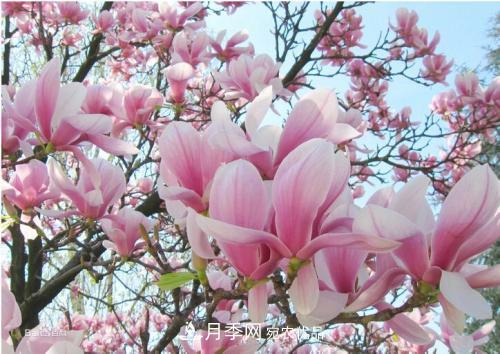園林綠化常用觀花喬木，花開五彩、絢麗奪目，每種都很有特色(圖4)