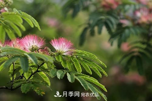 園林綠化常用觀花喬木，花開五彩、絢麗奪目，每種都很有特色(圖3)