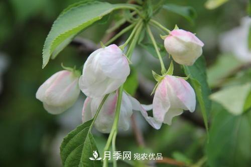 園林綠化常用觀花喬木，花開五彩、絢麗奪目，每種都很有特色(圖2)