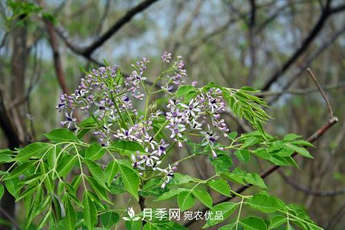 園林綠化常用觀花喬木，花開五彩、絢麗奪目，每種都很有特色(圖6)