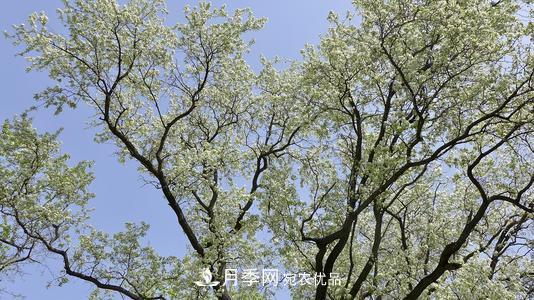 園林綠化常用觀花喬木，花開五彩、絢麗奪目，每種都很有特色(圖7)