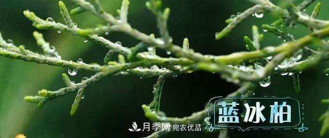 河南商丘男子種苗木，半年?duì)I業(yè)額達(dá)3000萬(圖5)