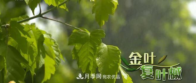河南商丘男子種苗木，半年?duì)I業(yè)額達(dá)3000萬(圖6)