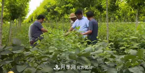 河南商丘男子種苗木，半年?duì)I業(yè)額達(dá)3000萬(圖1)